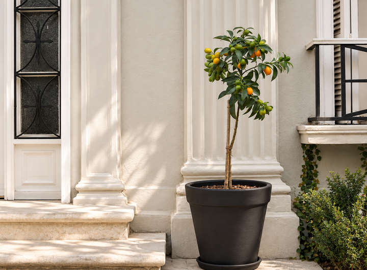 Karin XL (Kumquat)
