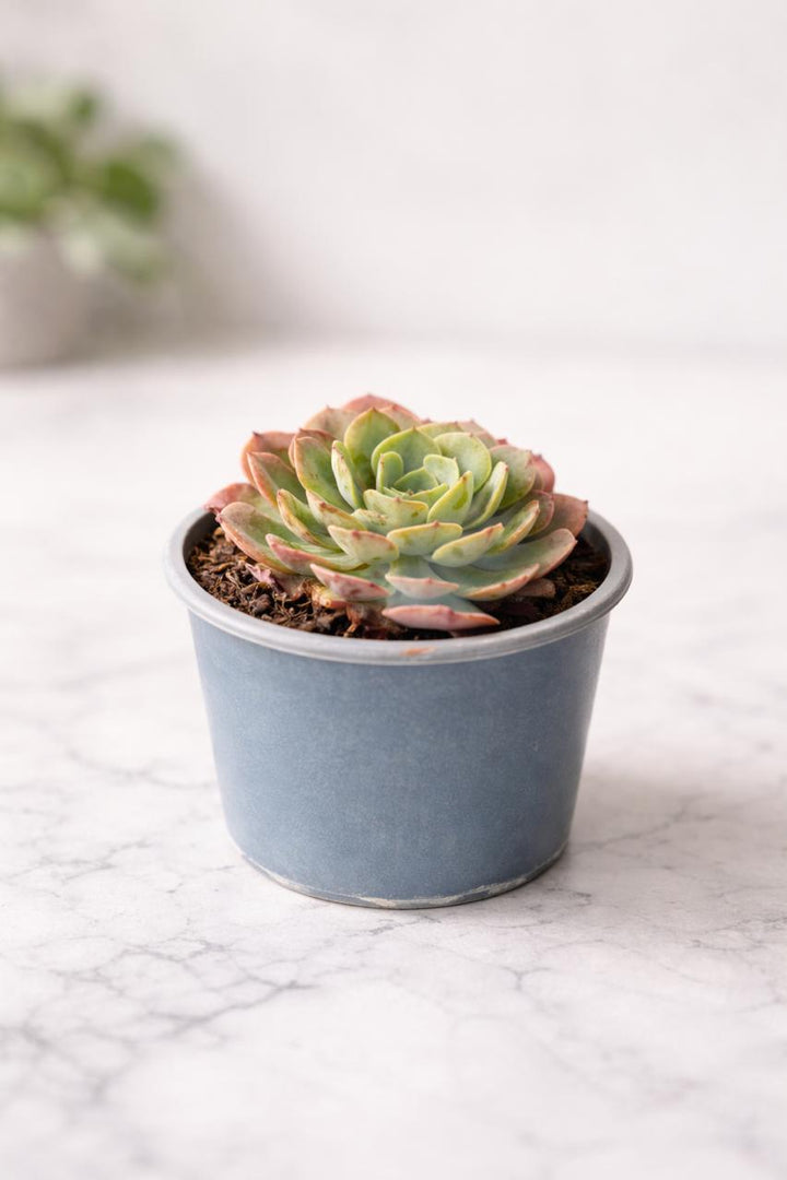 Echeveria Strawberry Heart