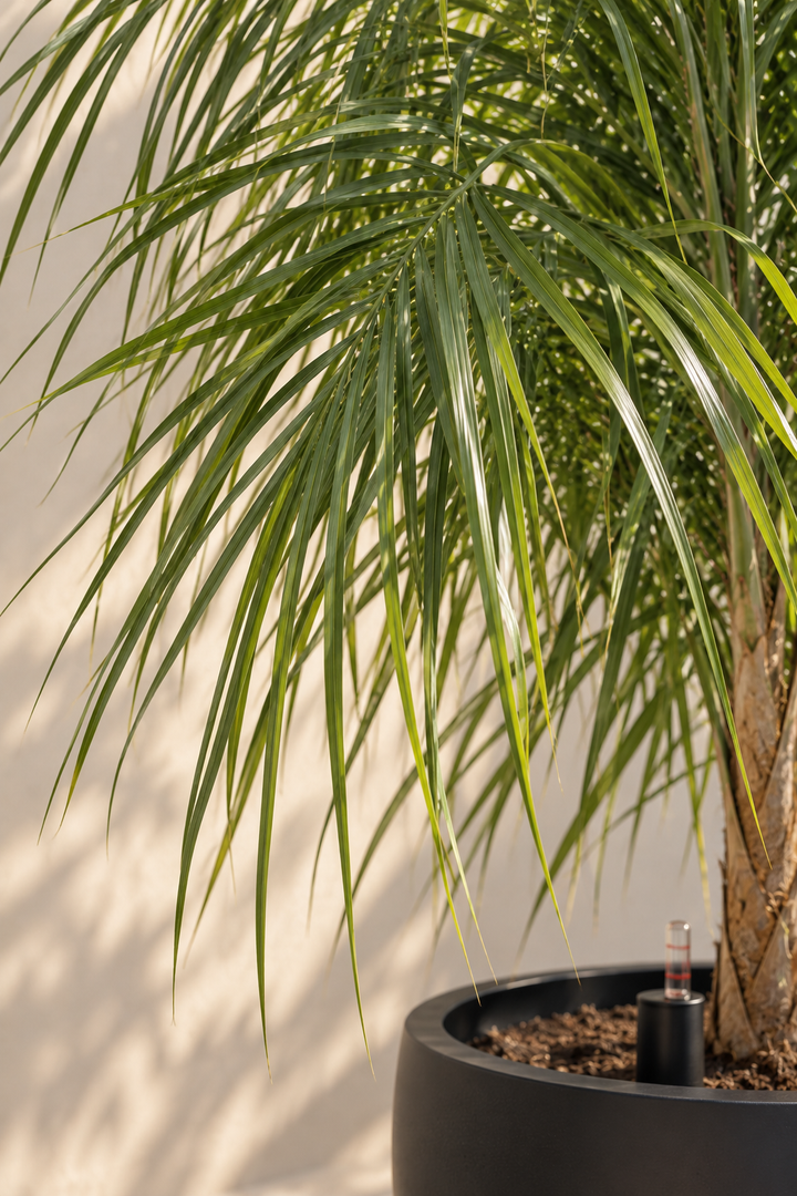 Palmera Coco Plumosa 3 años 2,8 m (Syagrus romanzoffiana)