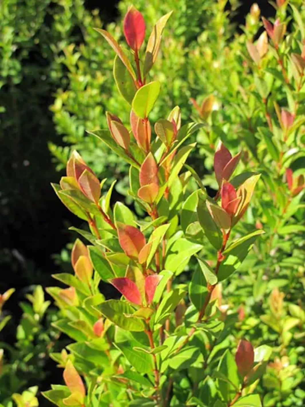 Eugenia (Eugenia Myrtifolia) Pie Alto XL