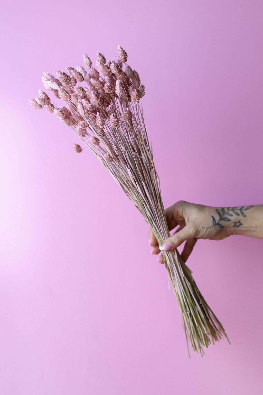PHALARIS ROSADO PASTEL