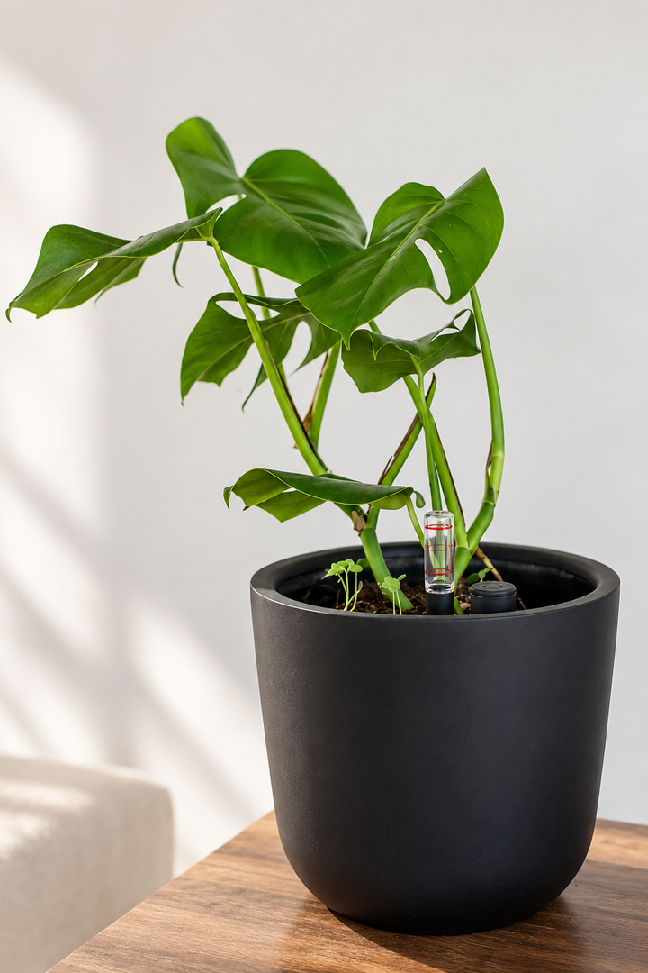 Baby Mariana (Monstera Deliciosa)