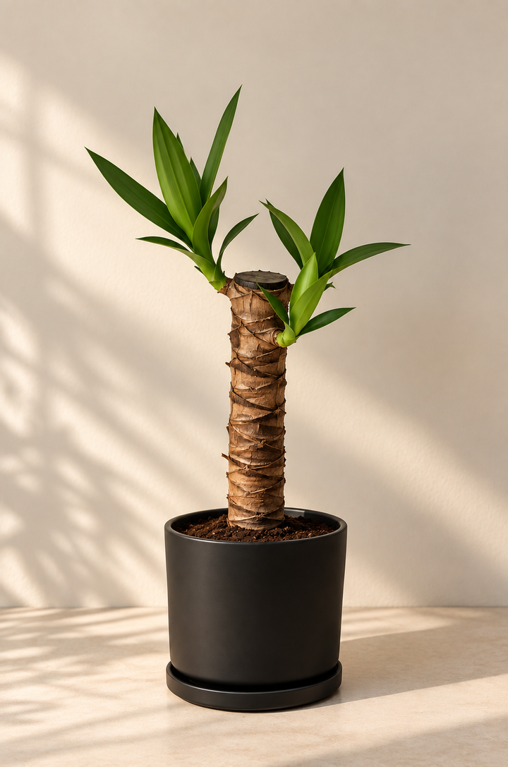Baby Yolanda M (Yucca)