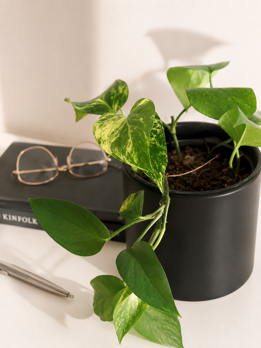Pauli M (Pothus)