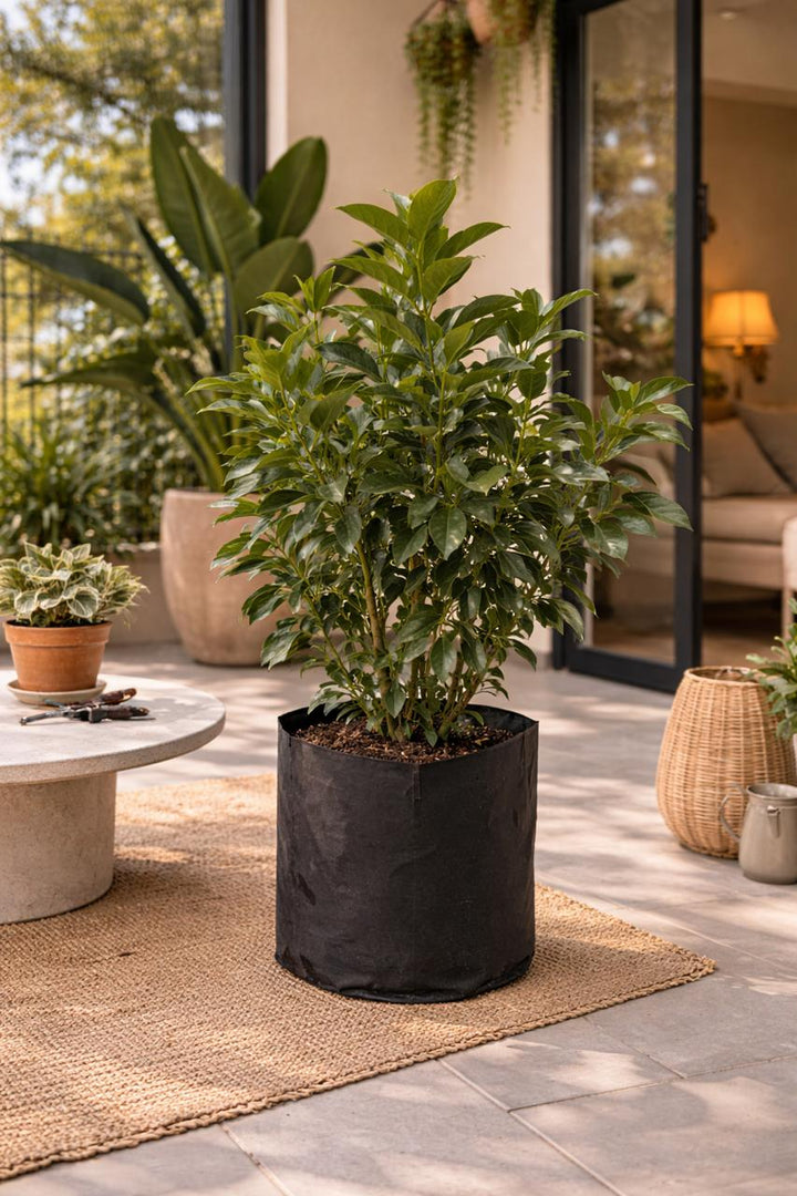 Viburnum Mascantha (M)