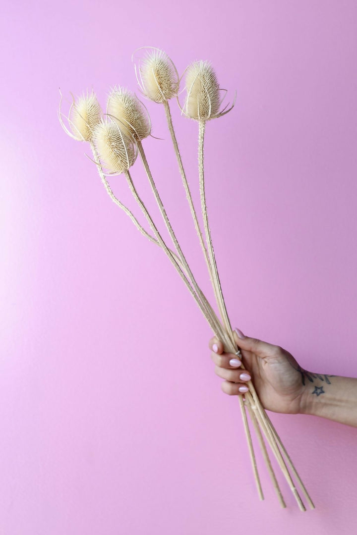 cardo blanco