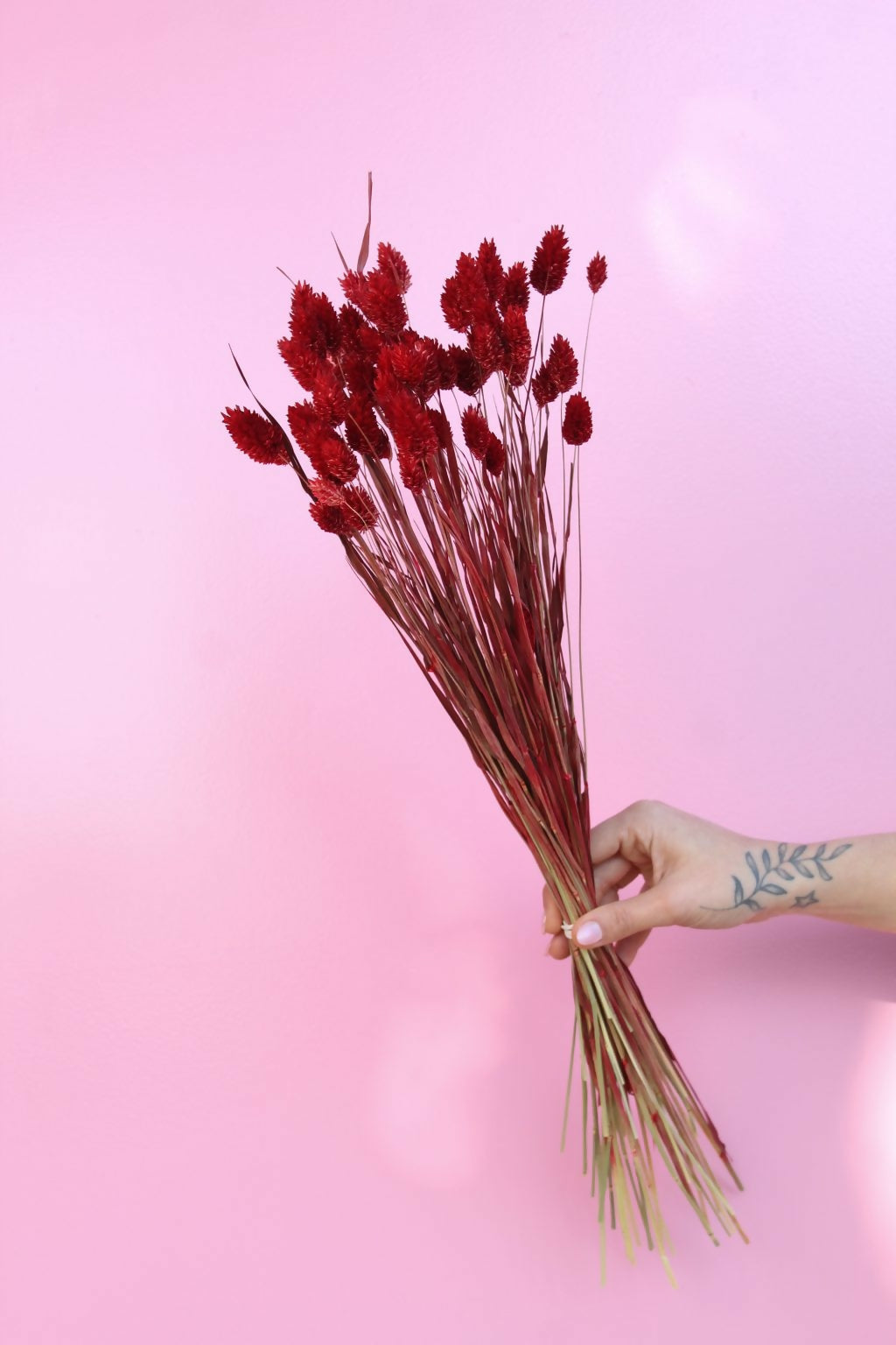 PHALARIS ROJO