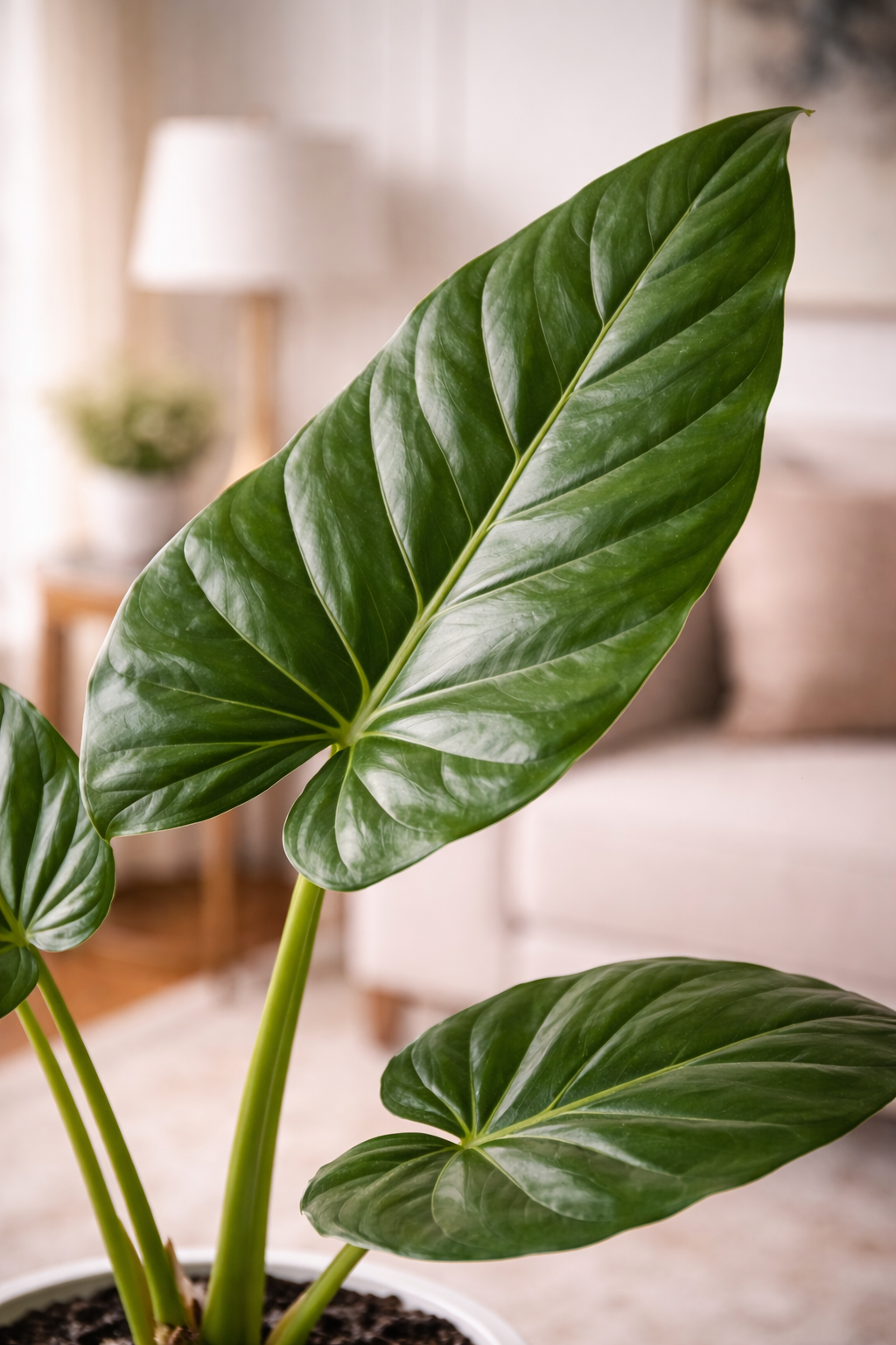 Mowgli M (Manto de Eva)