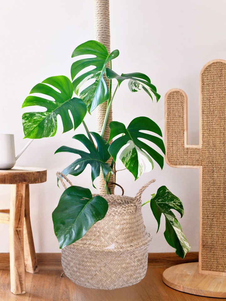 Mariana (Monstera Variegada)