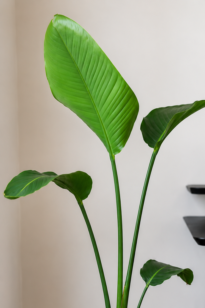 Nicolas XL (Strelitzia Nicolai)