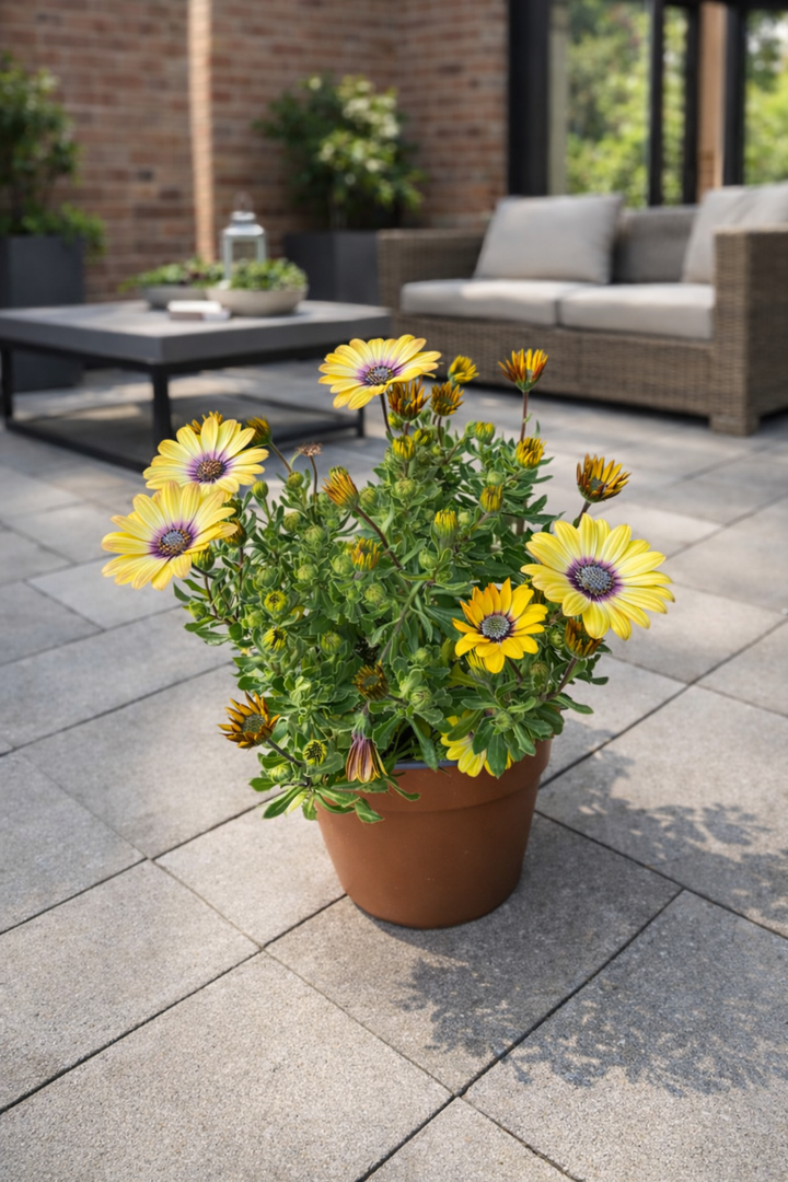 Ohana (Osteospermum)