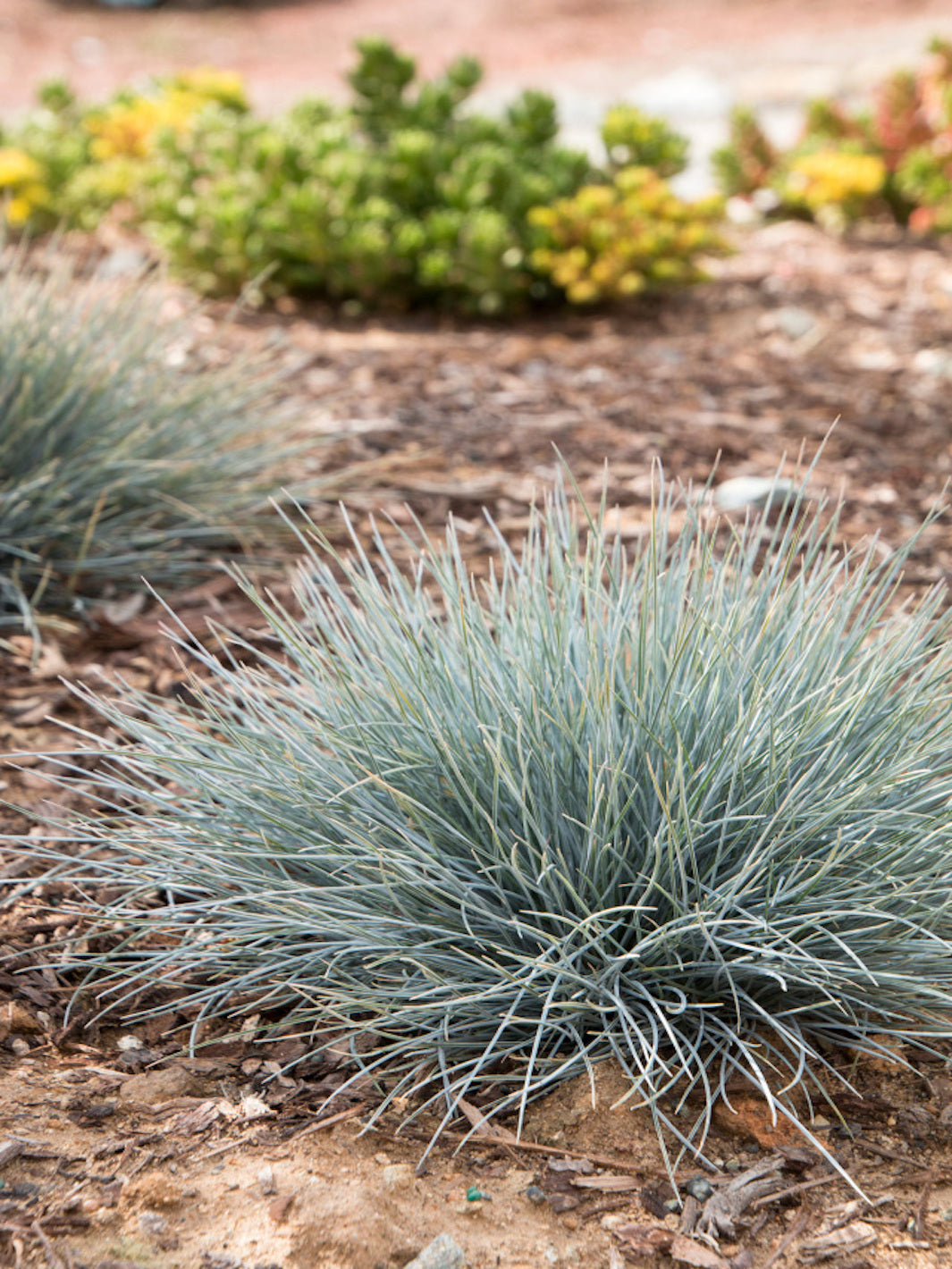 Festuca Glauca