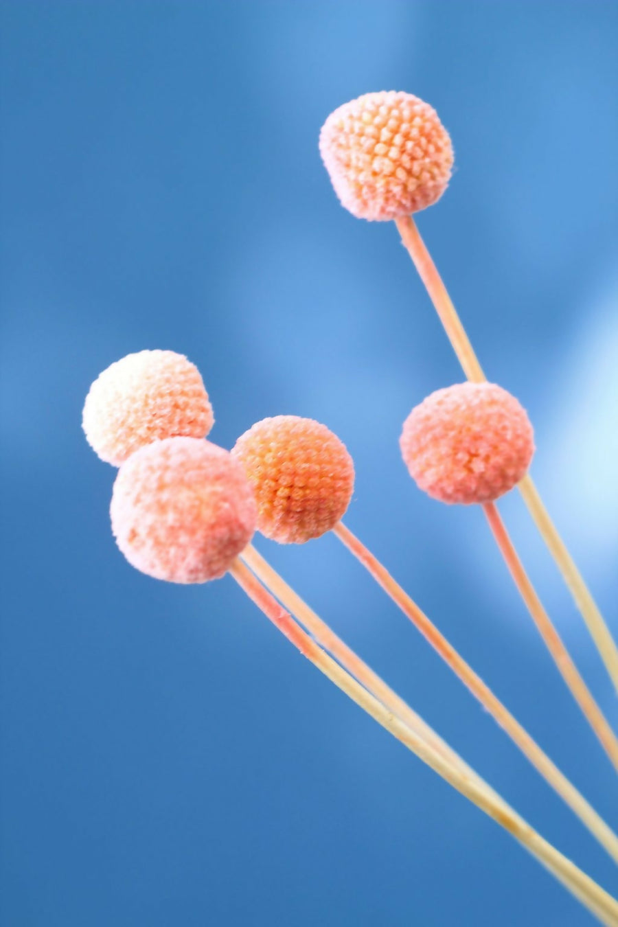 craspedia rosada pastel