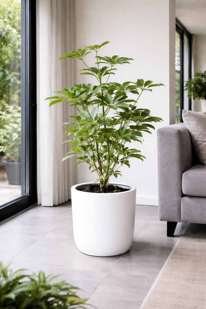 Shelby L (Shefflera)