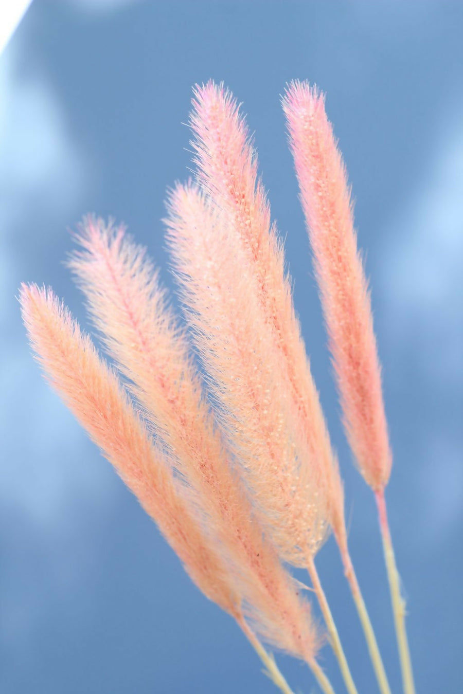 Pennisetum Rosado pastel