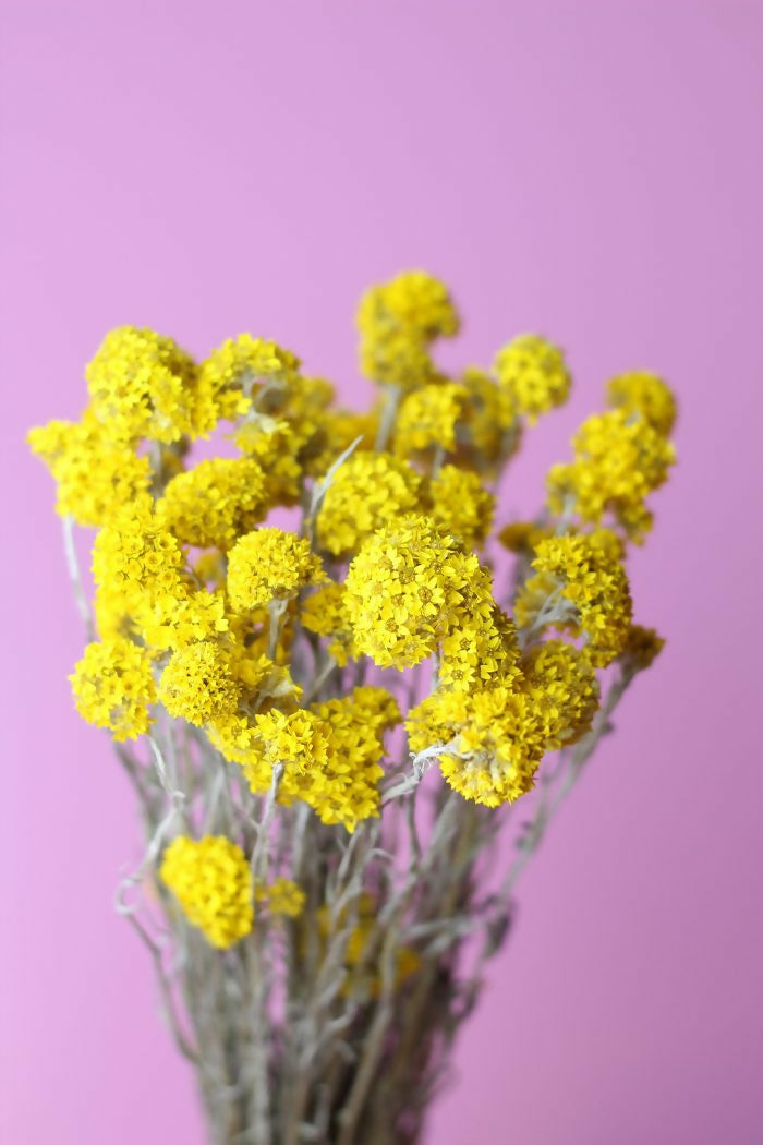 sanfordi amarillo 2