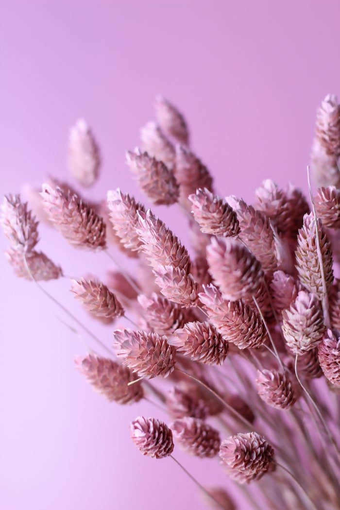 PHALARIS ROSADO PASTEL 2