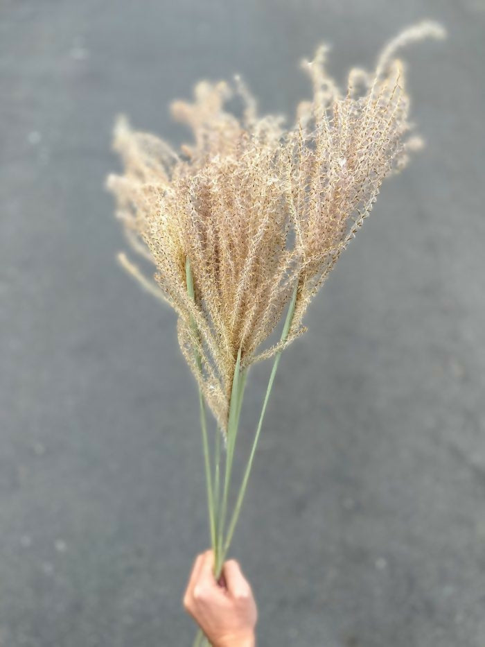 Miscanthus Seco