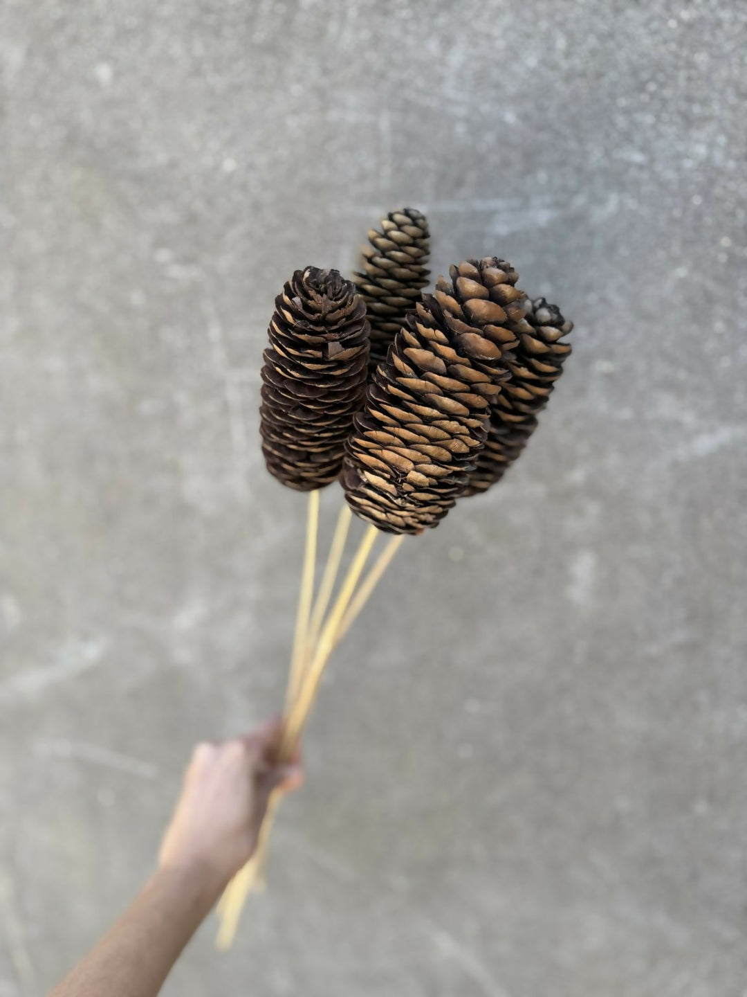 Piña Larga (5 varas)