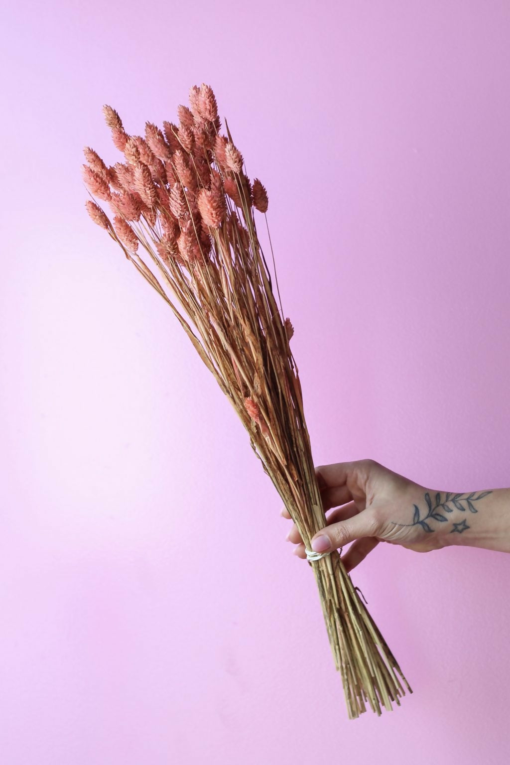 PHALARIS ROSADO