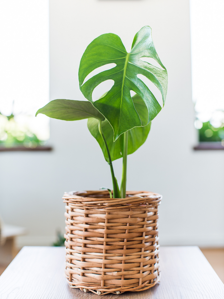 Baby Mariana (Monstera Deliciosa)