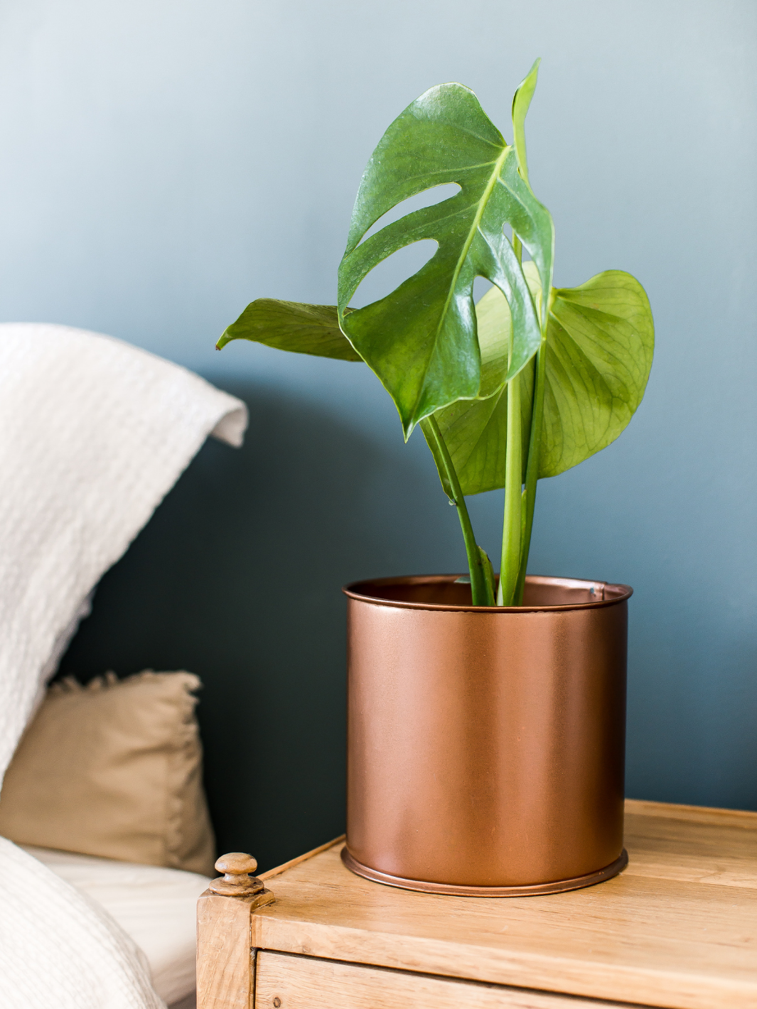 Baby Mariana (Monstera Deliciosa)