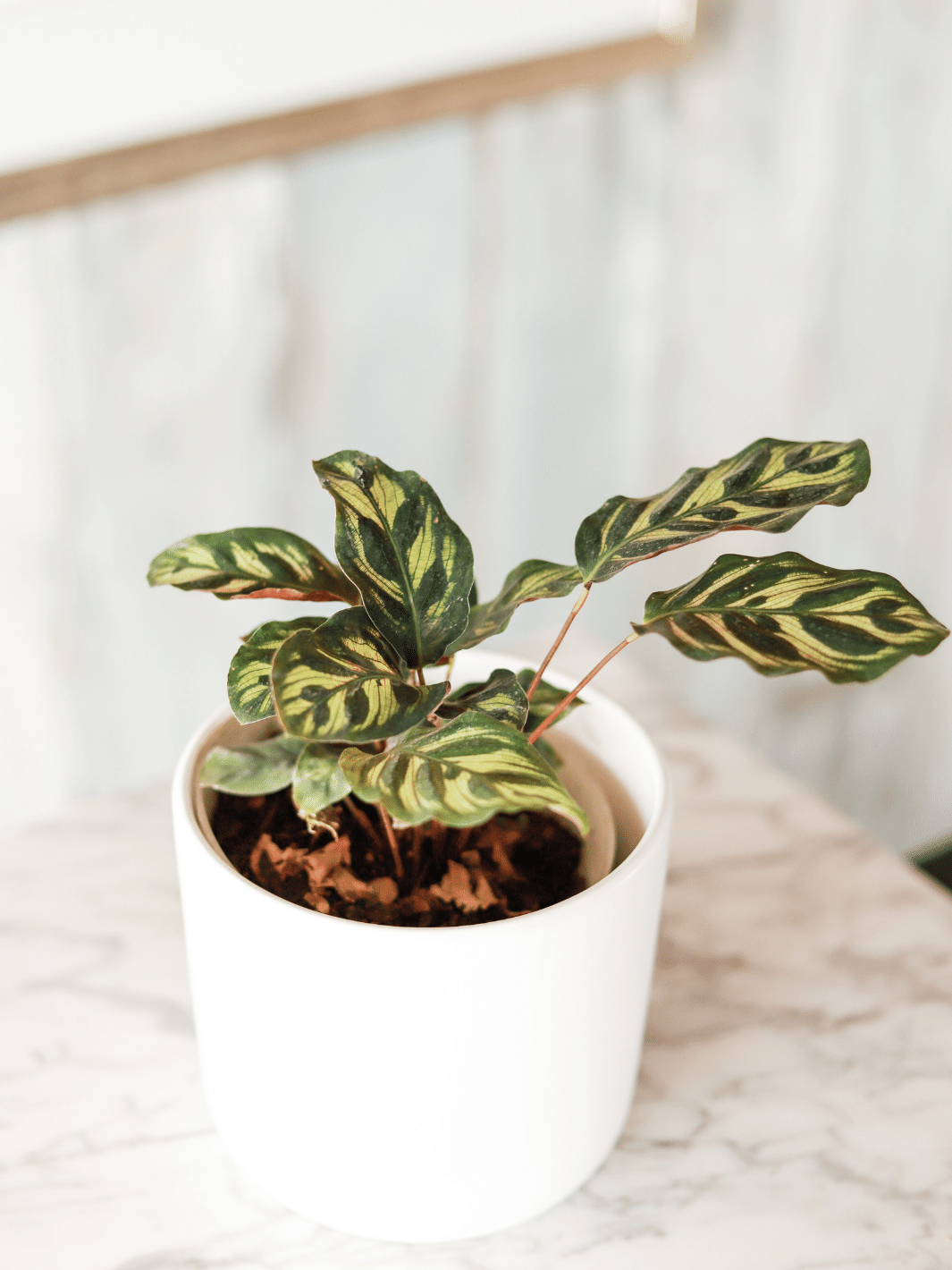 Maca (Calathea Makoyana)