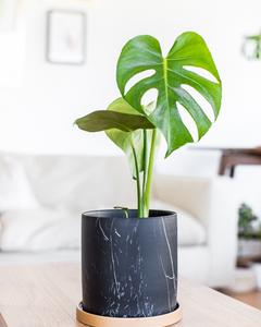 Baby Mariana (Monstera Deliciosa)