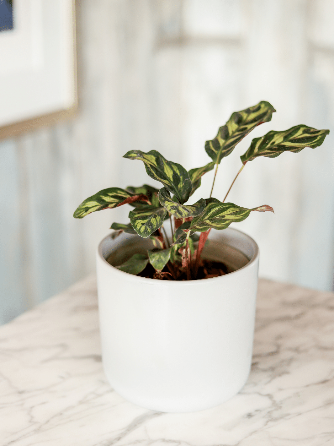 Maca (Calathea Makoyana)