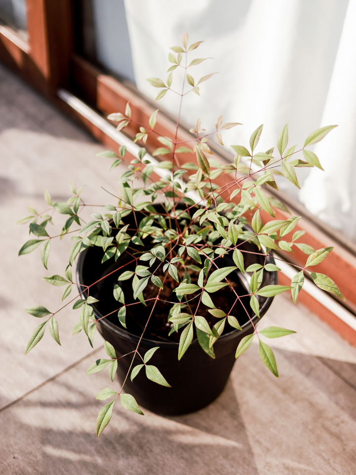 Nandina