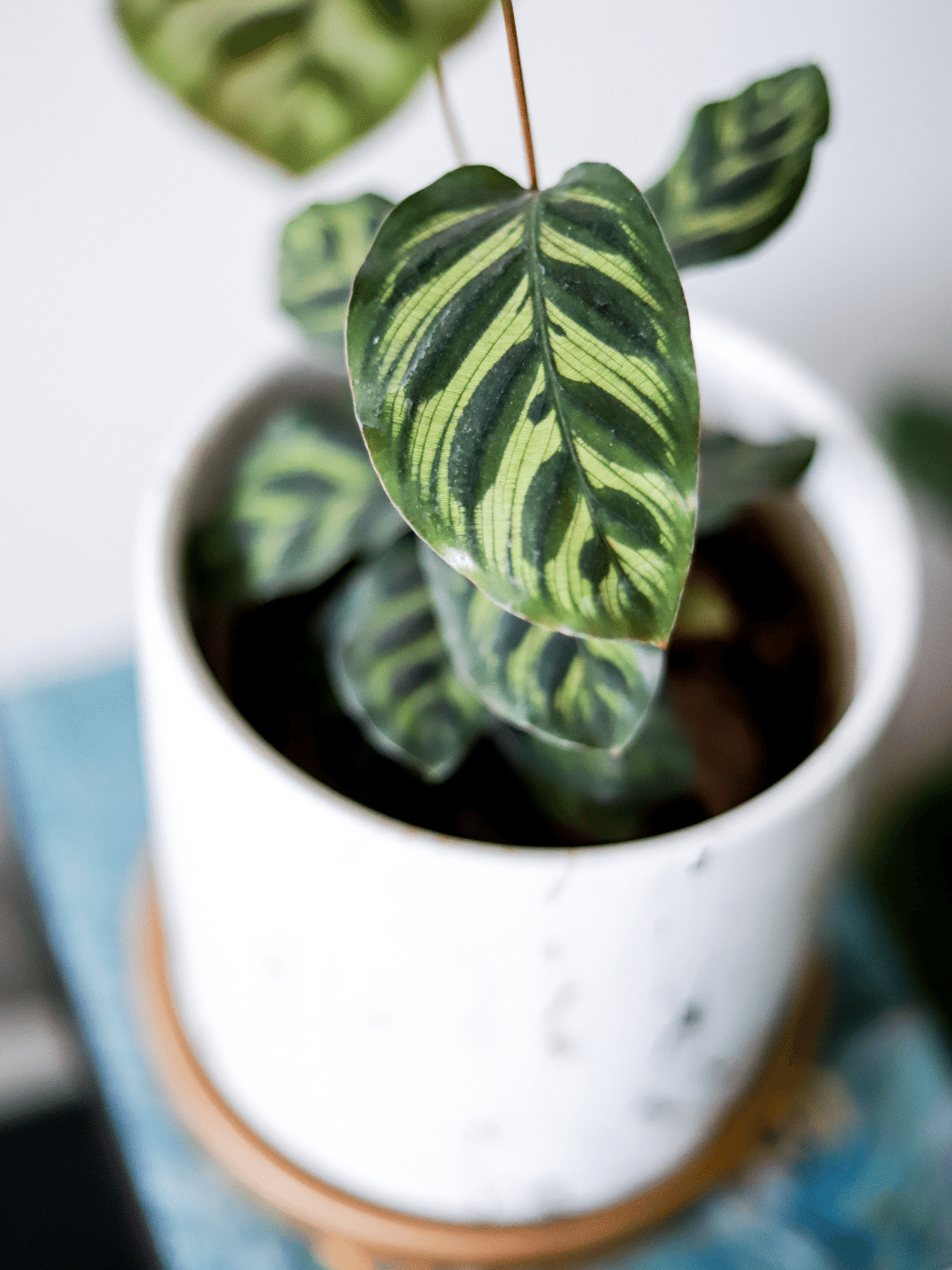 Maca (Calathea Makoyana)