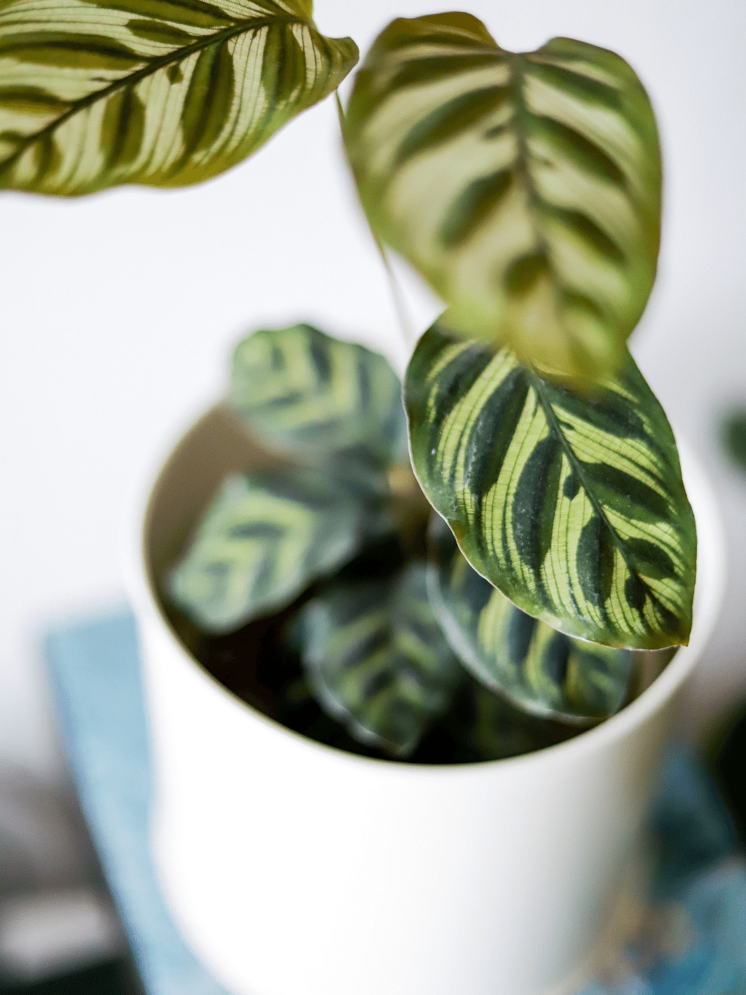 Maca (Calathea Makoyana)