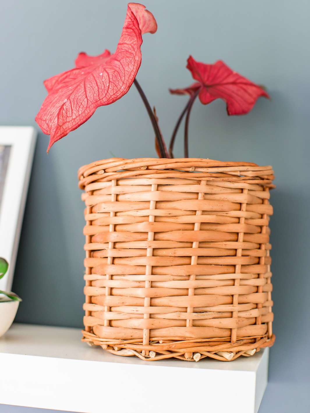 Clara (Caladium Desert Sunset)