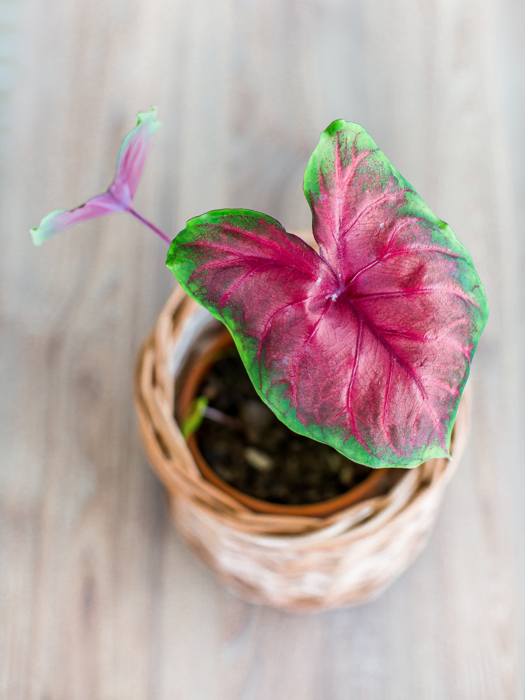 Carolyn (Caladium) Plant Me