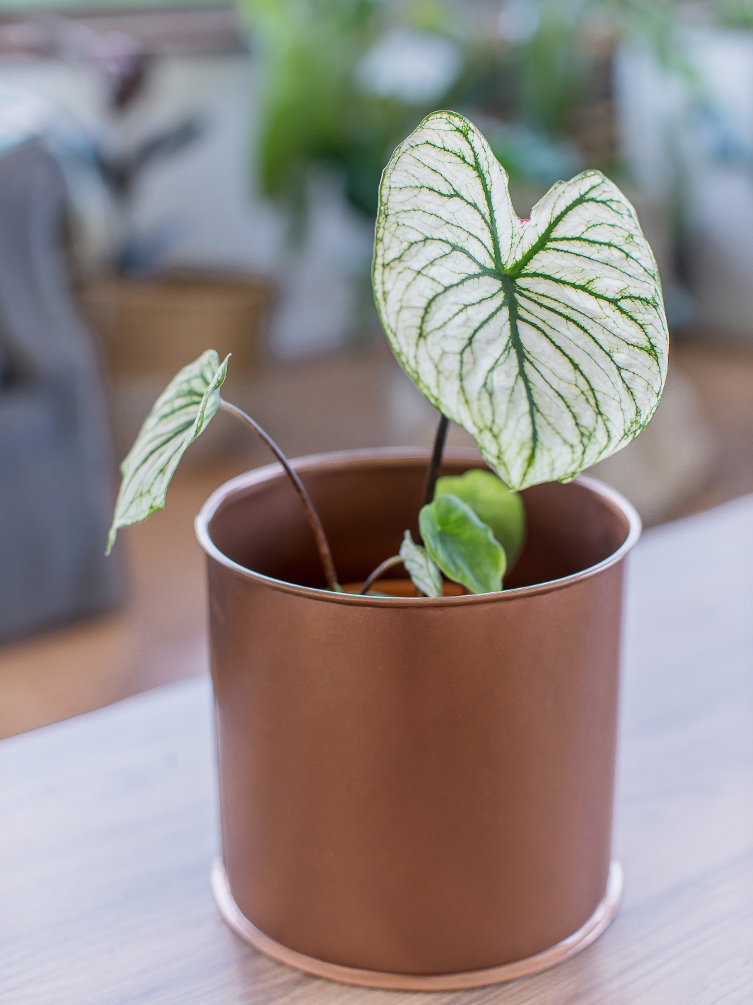 Charlie (Caladium Allure)