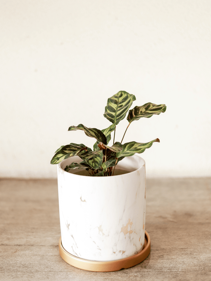 Maca (Calathea Makoyana) Plant Me