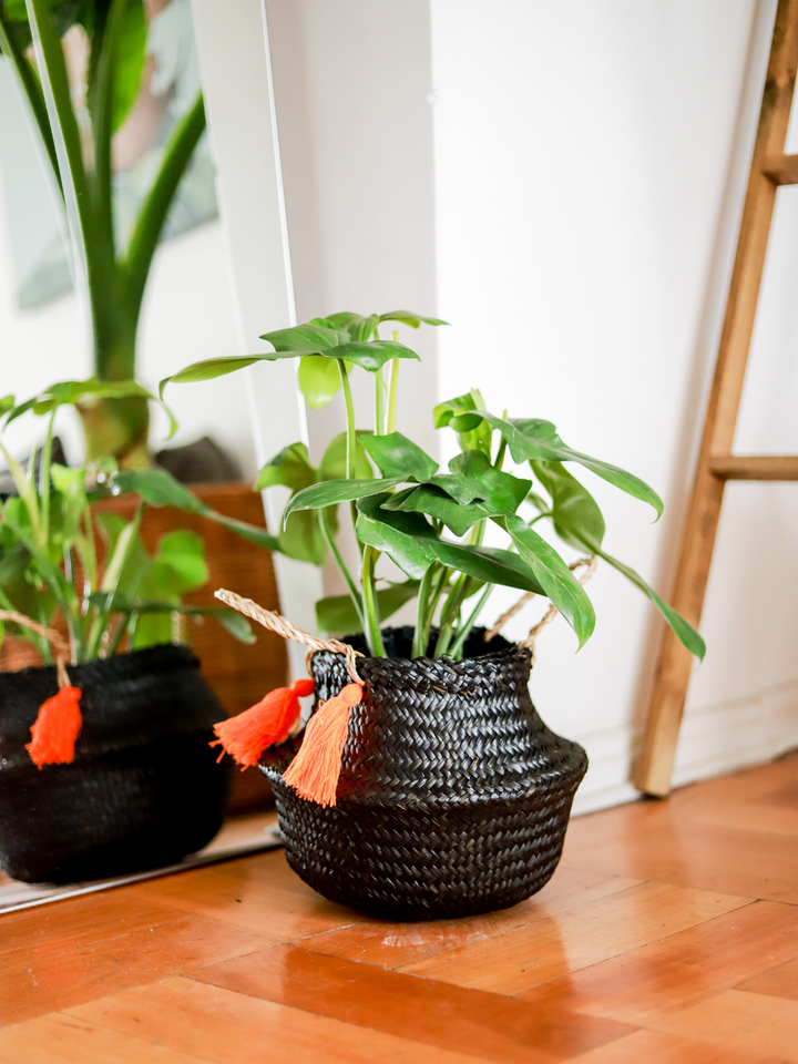 Pancho (Philodendron Bipennifolium)