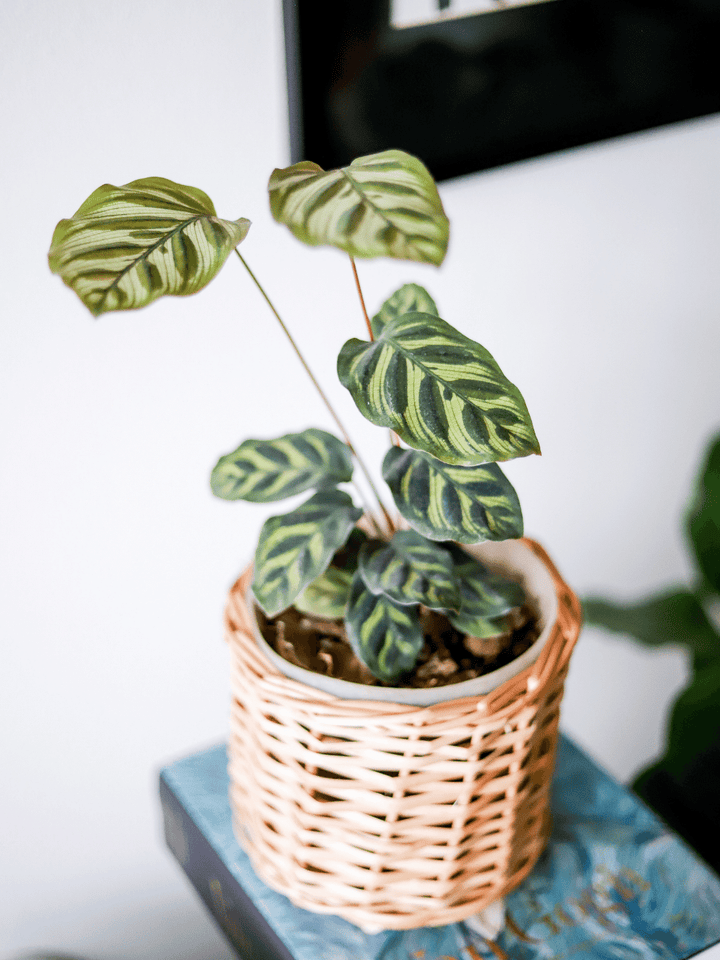 Maca (Calathea Makoyana) Plant Me