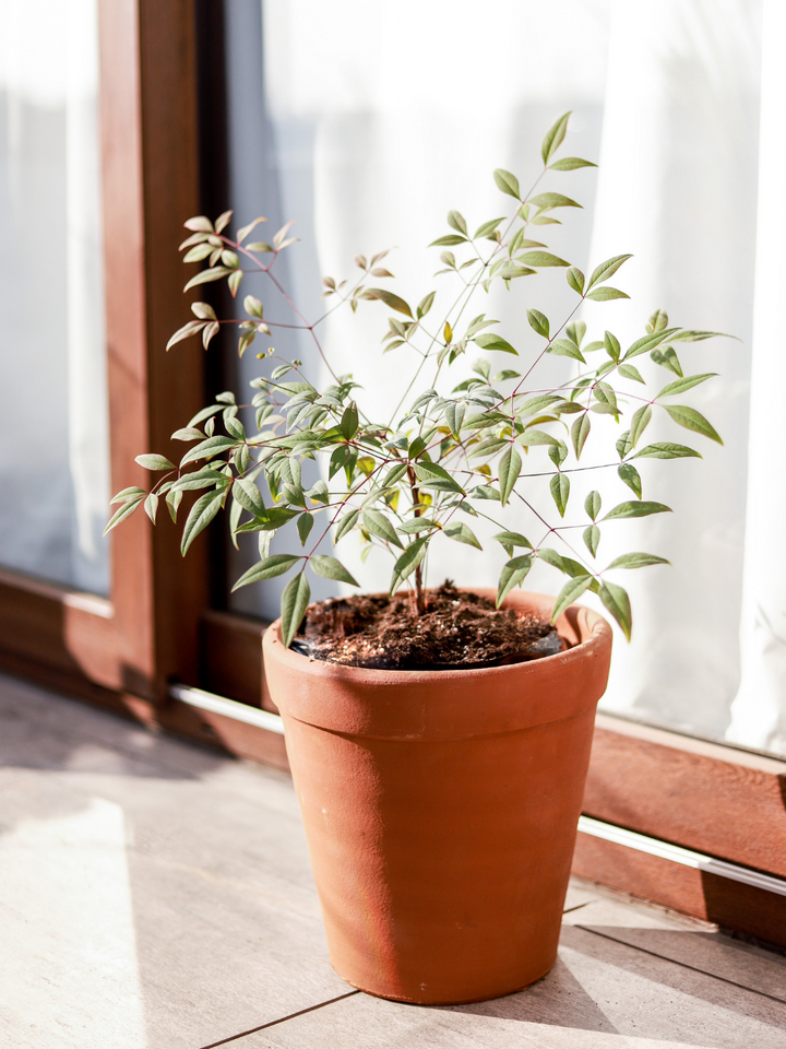 Nandina