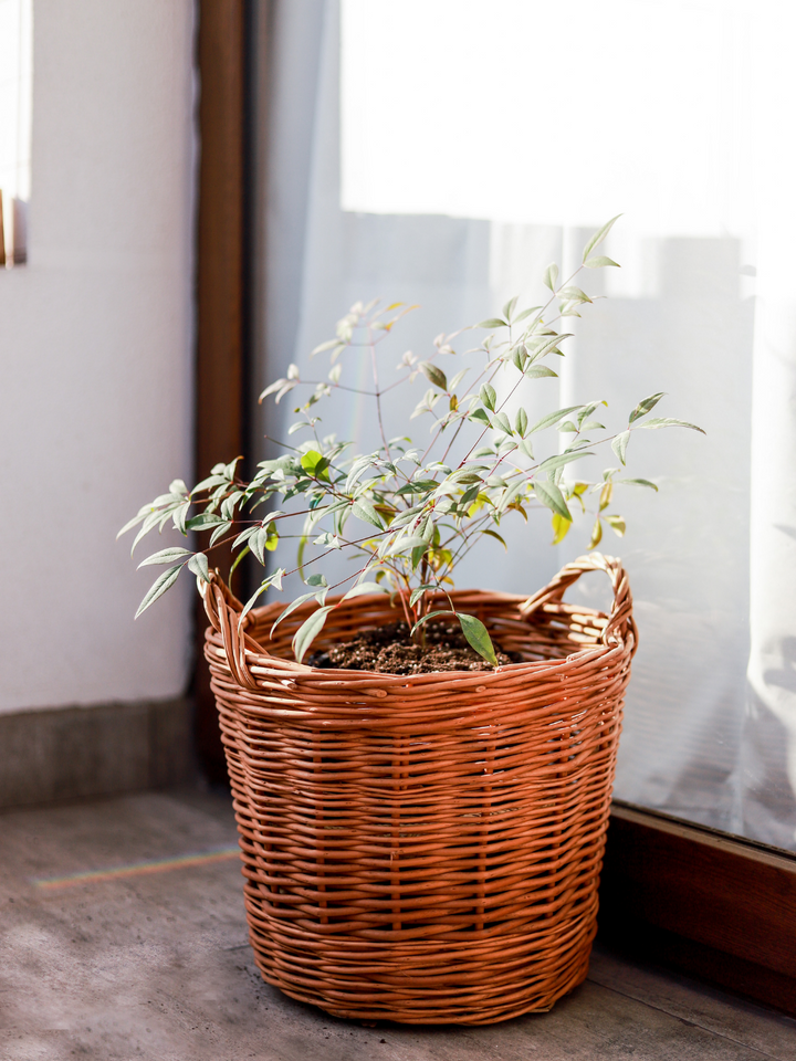 Nandina