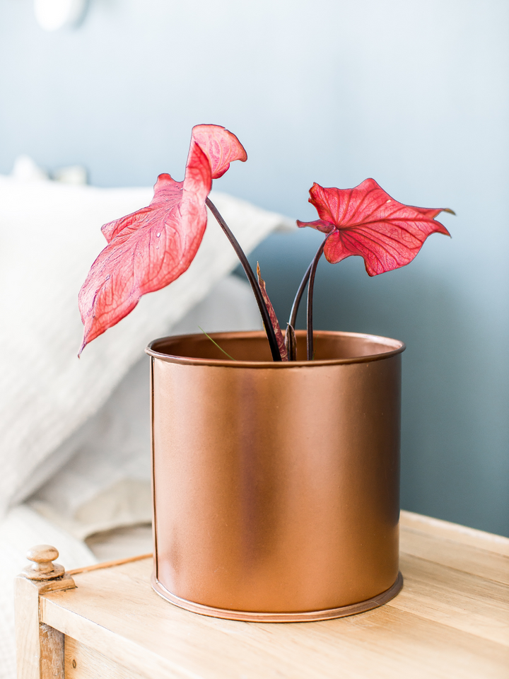 Clara (Caladium Desert Sunset)