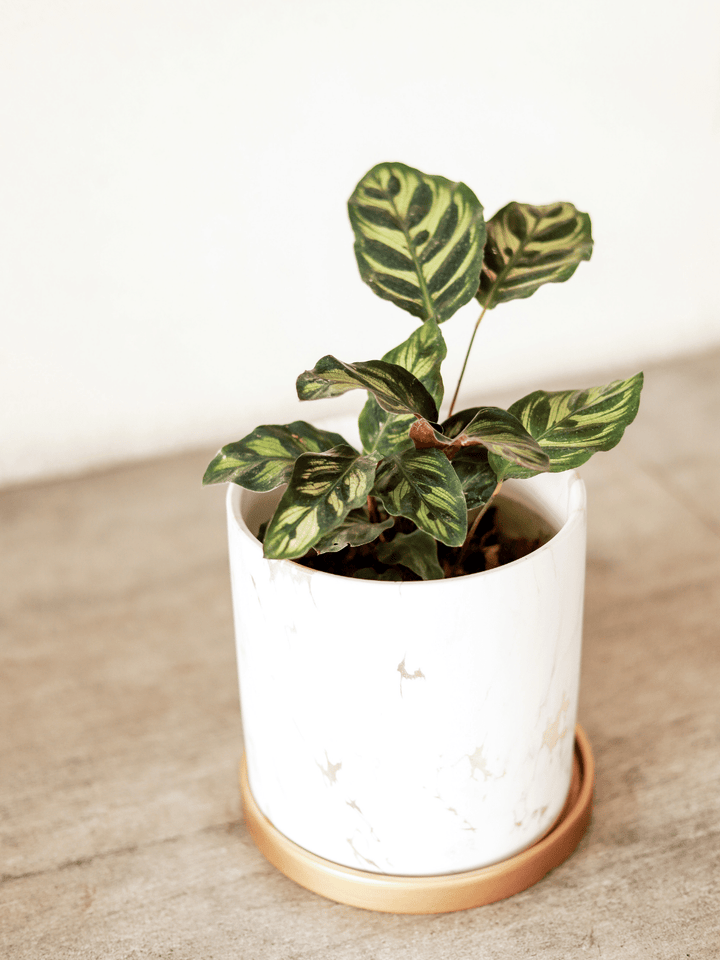 Maca (Calathea Makoyana) Plant Me