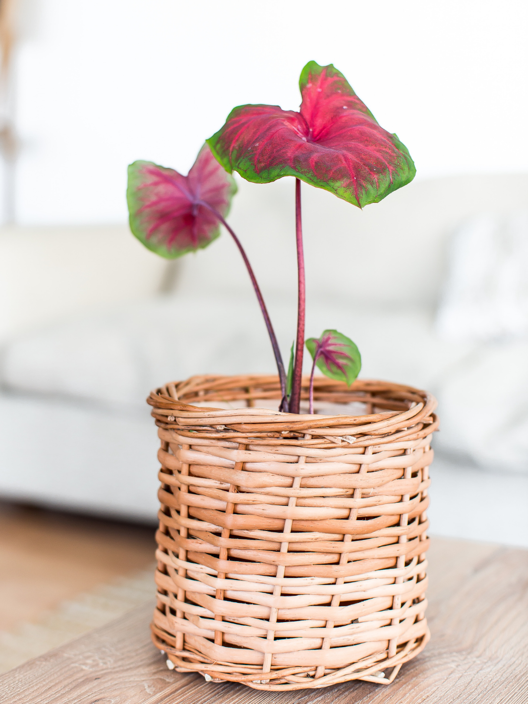 Carolyn (Caladium) Plant Me