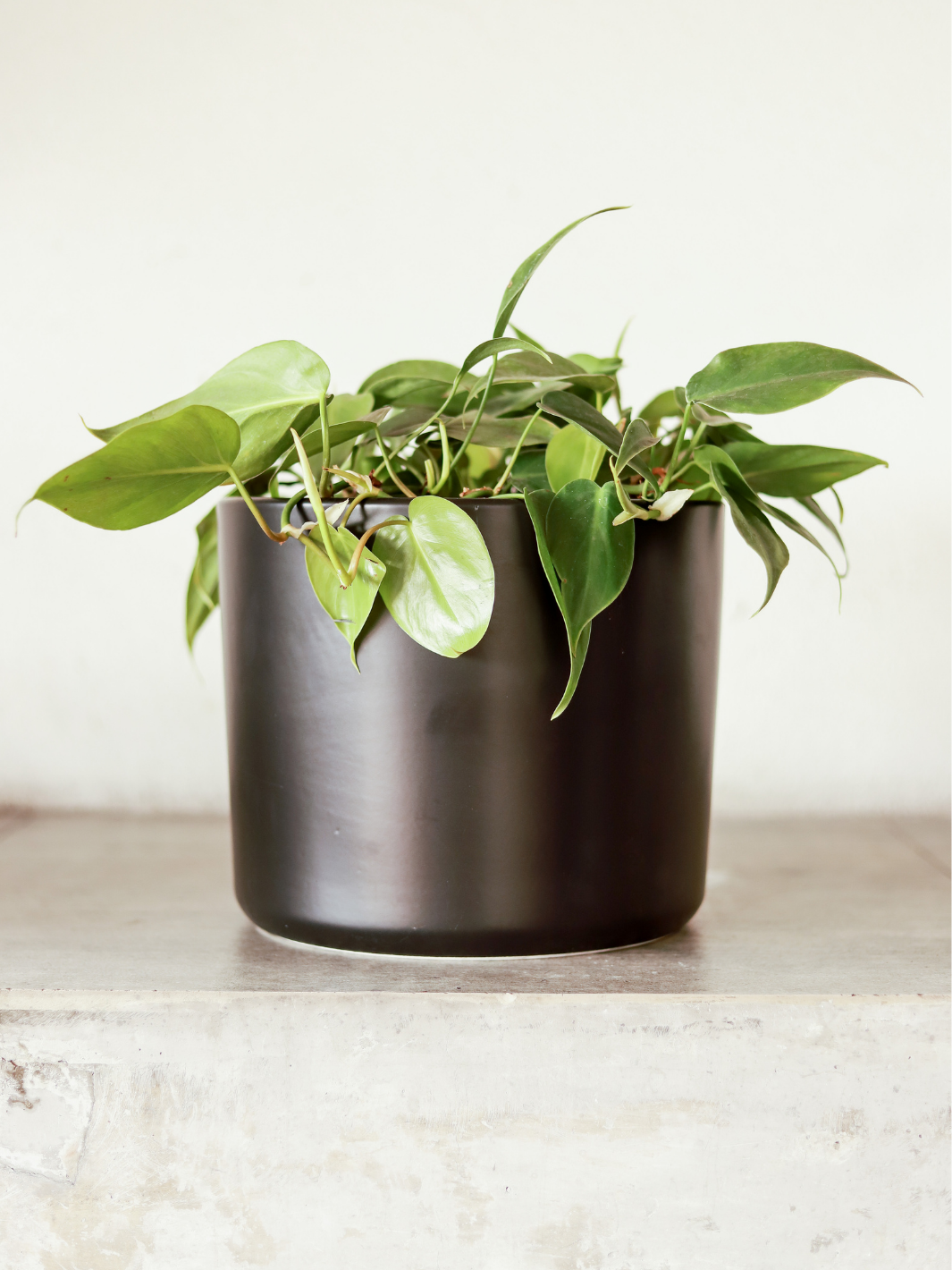 Colomba Verde (Philodendron Cordatum) Plant Me