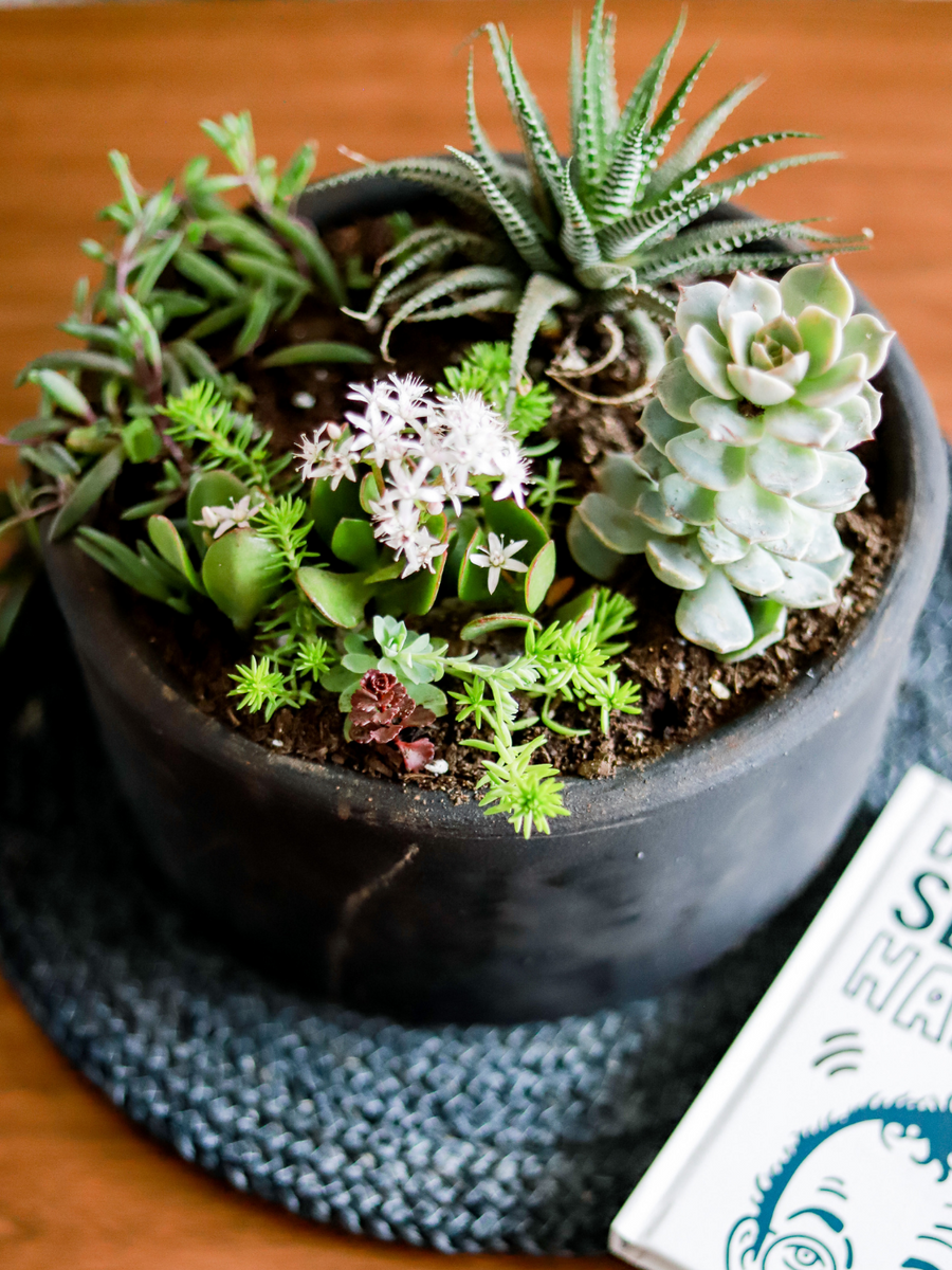 Fuente De Suculentas Plant Me