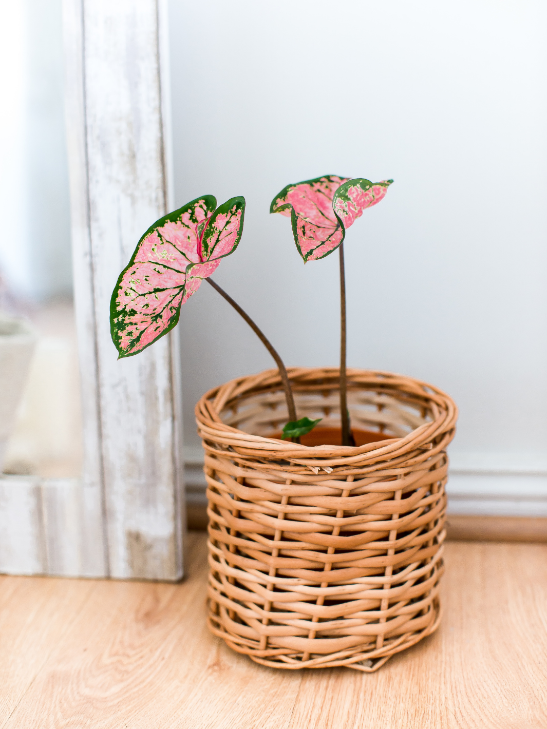 Carla (Caladium Celebration)