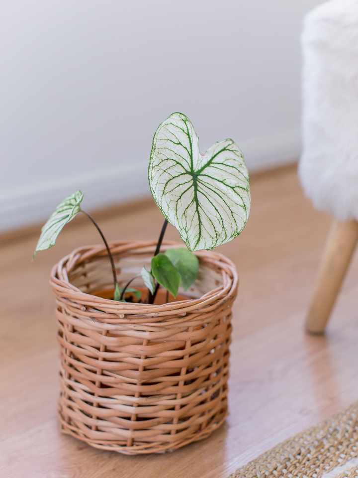 Charlie (Caladium Allure)