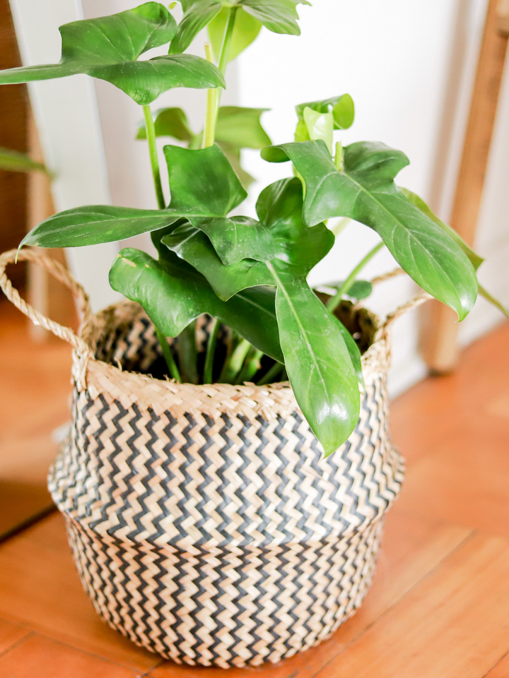 Pancho (Philodendron Bipennifolium)