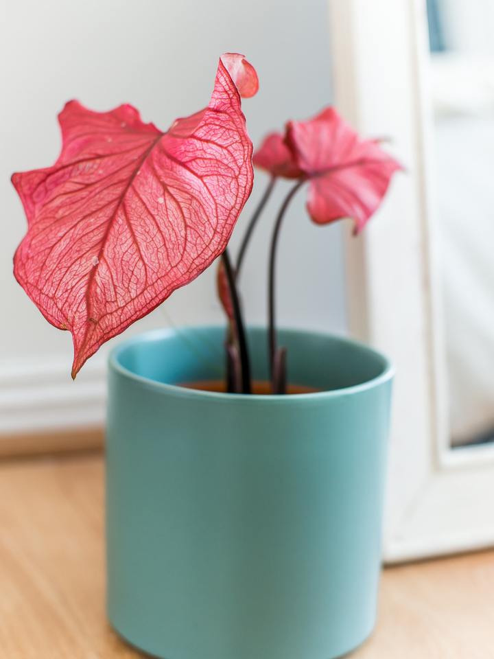 Clara (Caladium Desert Sunset)