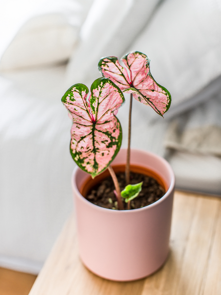 Carla (Caladium Celebration)